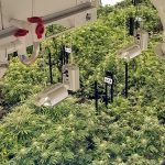 Cannabis Grow Room with Subcooled Air 705 Dehumidifier