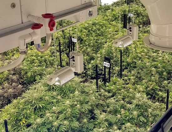 Cannabis Grow Room with Subcooled Air 705 Dehumidifier