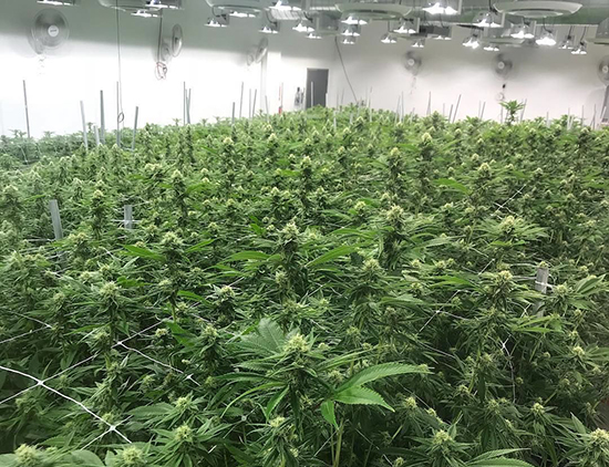 This is a picture of a cannabis grow room perfectly air conditioned to guarantee the highest yield for this marijuana grower.